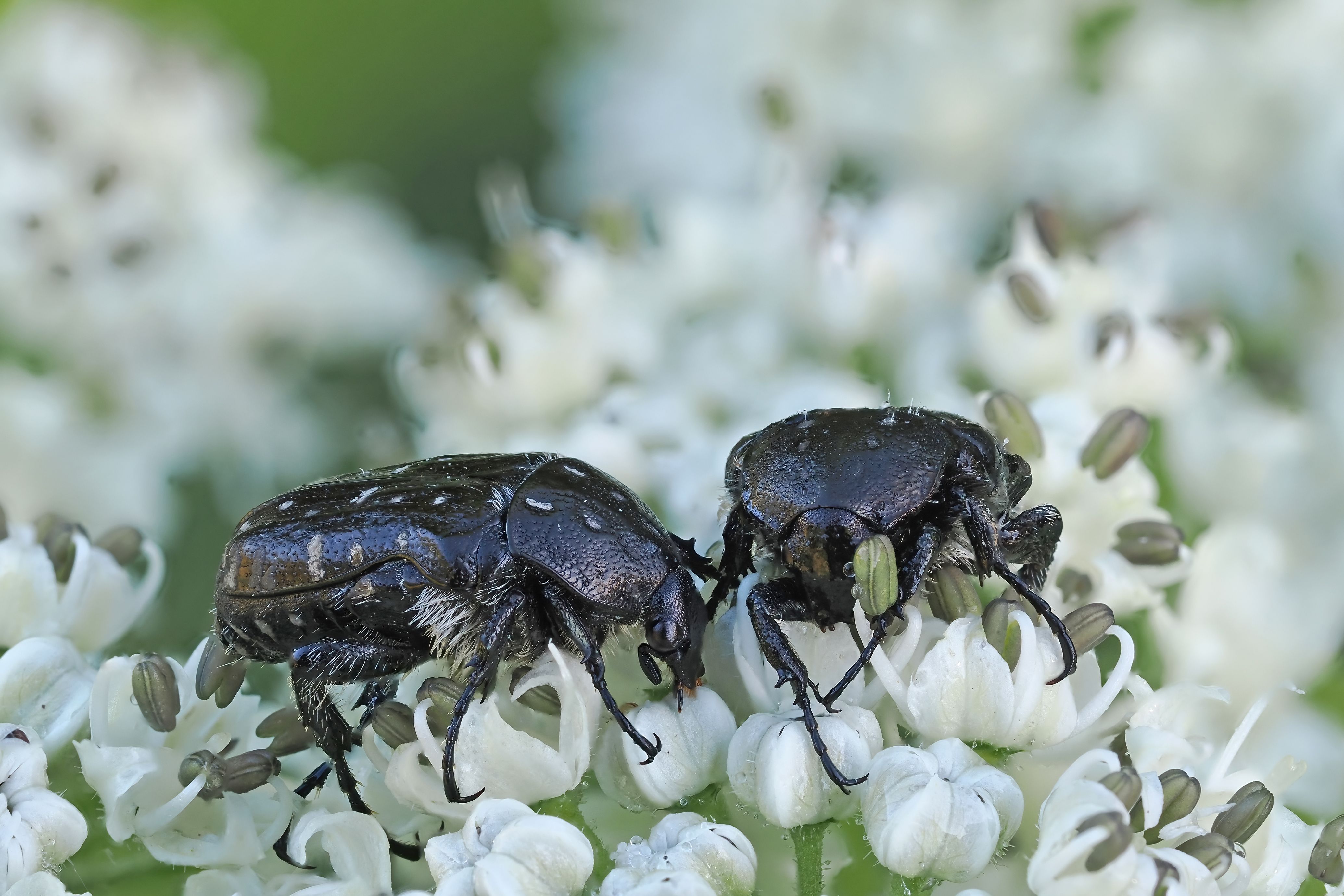 2 Trauerrosenkäfer auf kleinen weißen Blüten