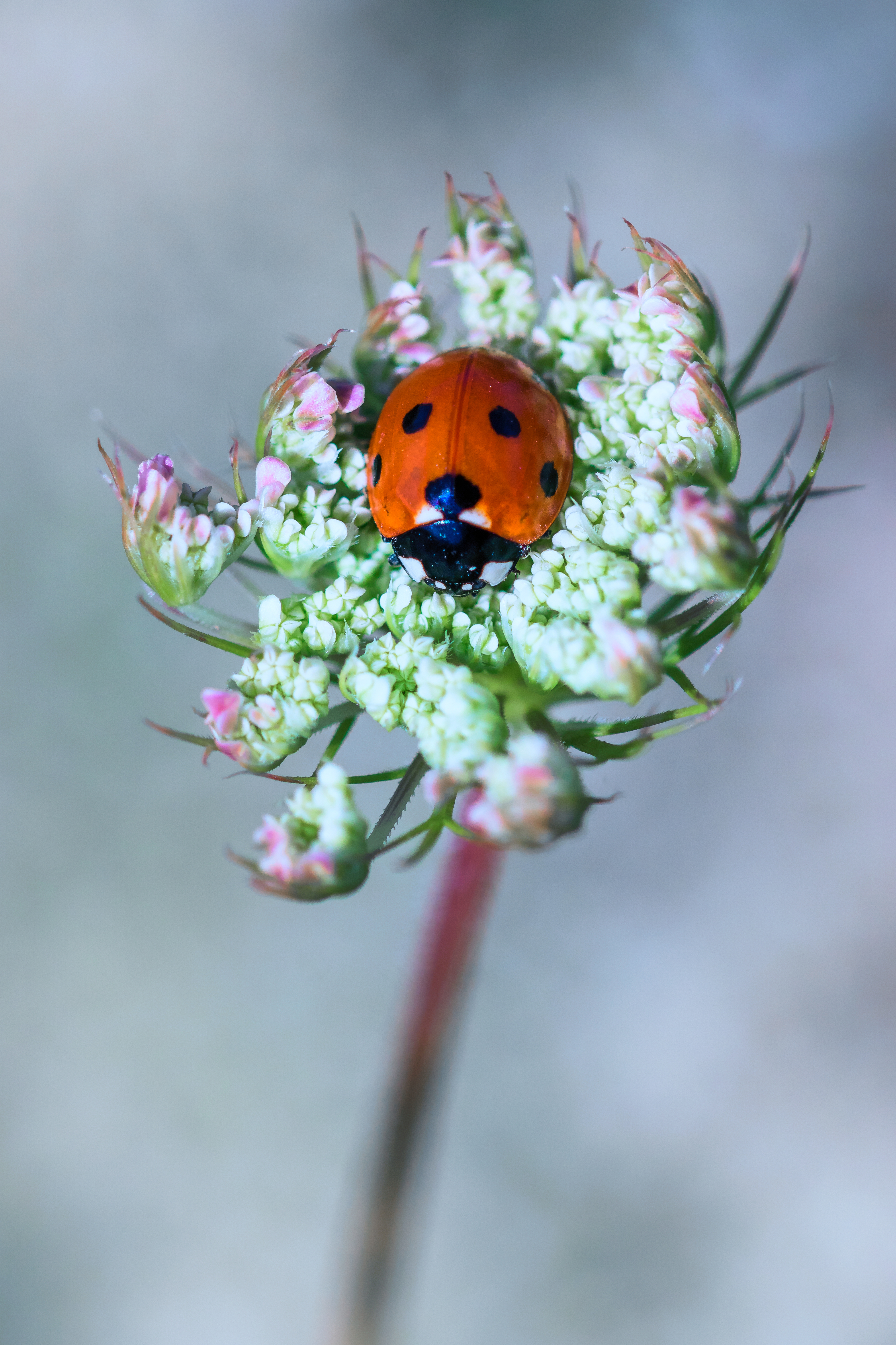 Siebenpunkt-Marienkäfer auf einer weißen Blüte sitzend