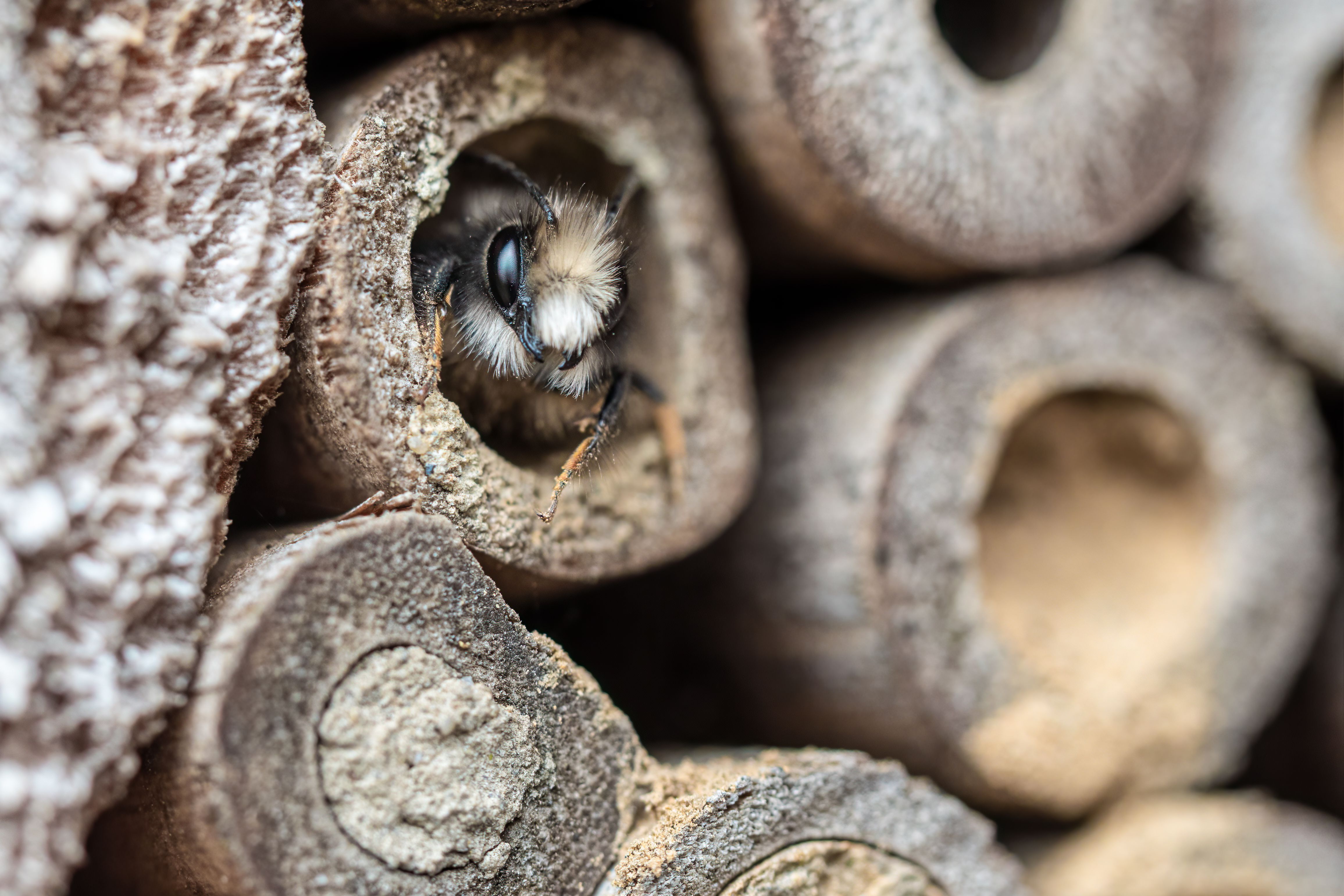 Mauerbiene sitzend in einem Stück Holz