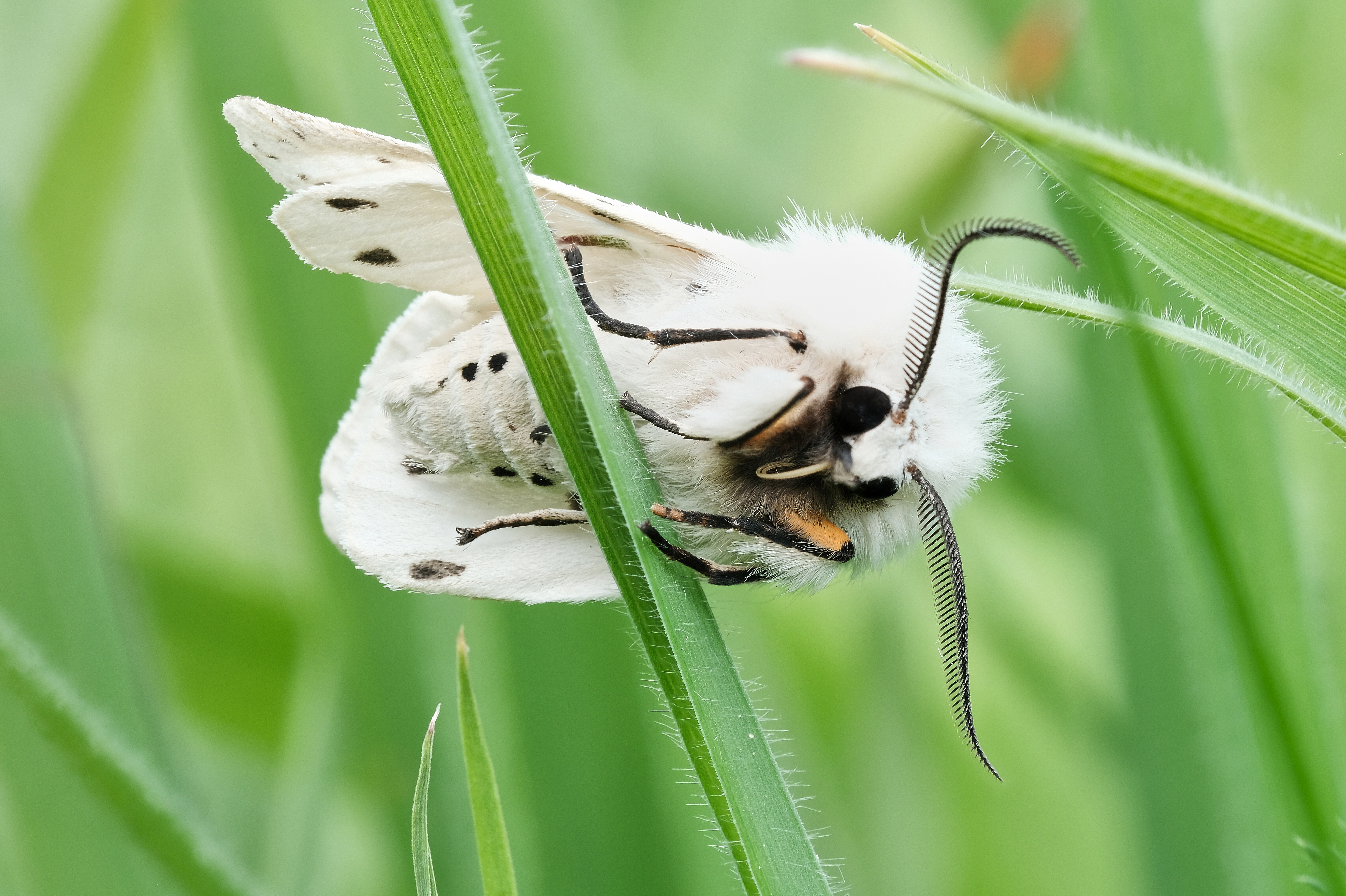 Breitflügeliger Fleckleibbär (Weiße Tigermotte) auf einem grünen Blatt sitzend