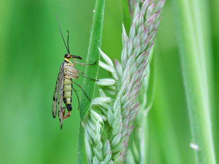Skorpionsfliege senkrecht an einem Blatt sitzend