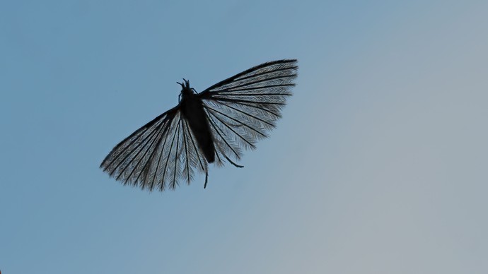 Fliegende Geißblattfedermotte von unten gegen den Himmel fotografiert