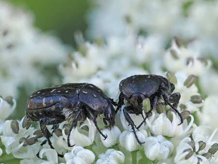 2 Trauerrosenkäfer auf kleinen weißen Blüten