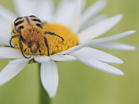 Pinselkäfer auf weißer Blüte