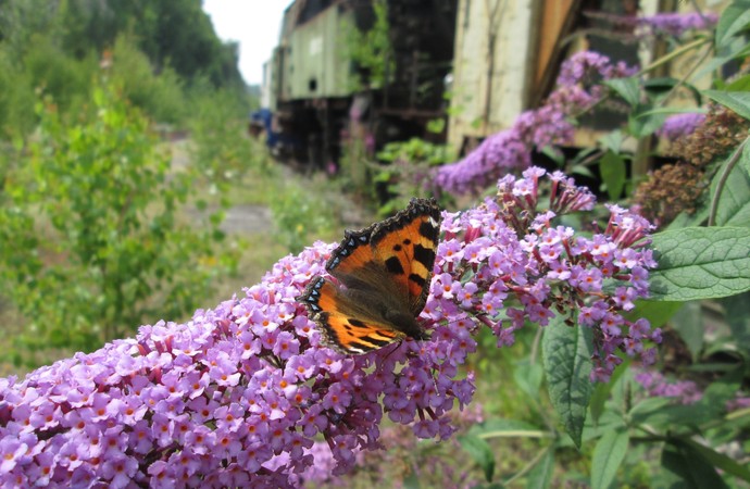 Schmetterling sitzt auf lila Siommerflieder auf der Brache der Henrichshütte Hattingen