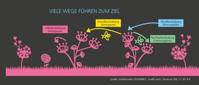 Grafik zu verschiedenen Arten der Bestäubung von Blüten: Selbstbestäubung, Fremdbestäubung, Windbestäubung, Nachbarbestäubung.