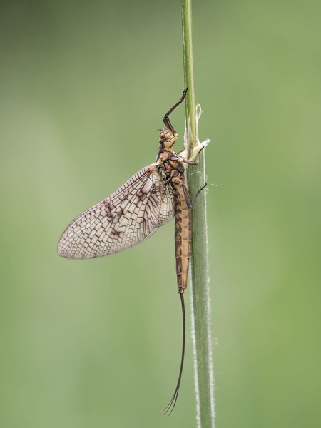 Eintagsfliege an einem grünen Halm