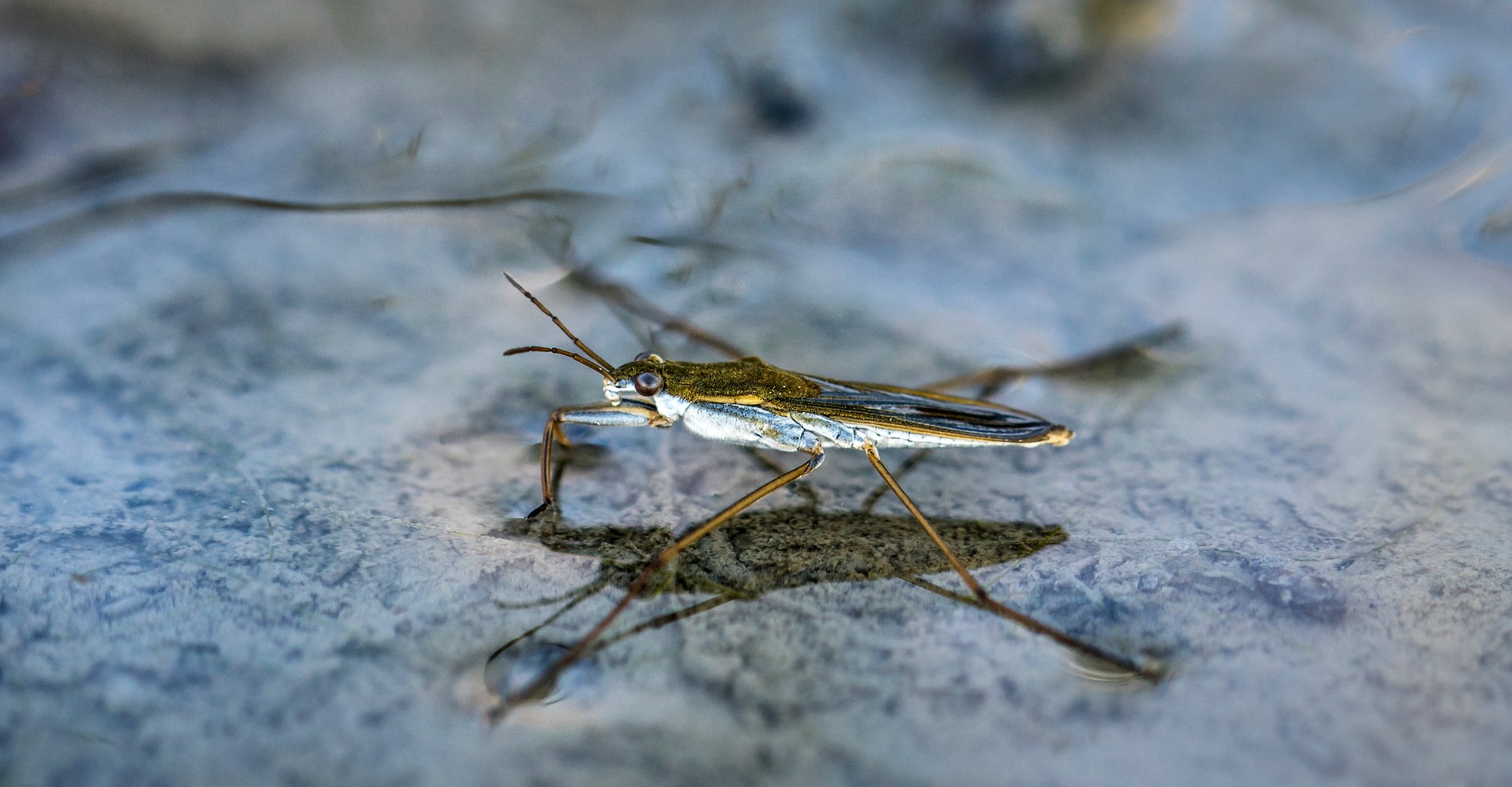 Ein Wasserläufer auf der Wasseroberfläche