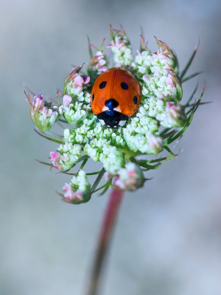Siebenpunkt-Marienkäfer auf einer weißen Blüte sitzend