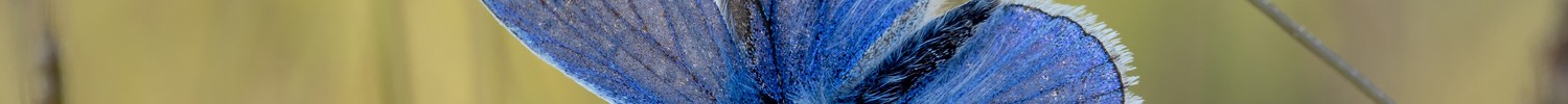 Hauhechel-Bläuling, ein blauer Falter, auf Grashalmen