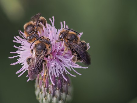 3 Schenkelbienen auf einer rosa Blüte