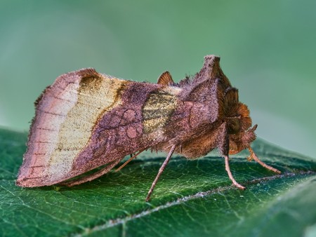 Messingeule, ein brauner Falter, auf einem Blatt