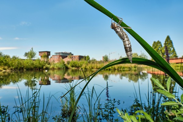 Larvenhaut der Mosaikjungfer an einem Blatt vor dem Textilwerk in Bocholt