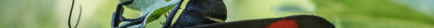 Der rot-schwarze Jakobskrautbär bei der Eiablage an der Unterseite eines Blattes