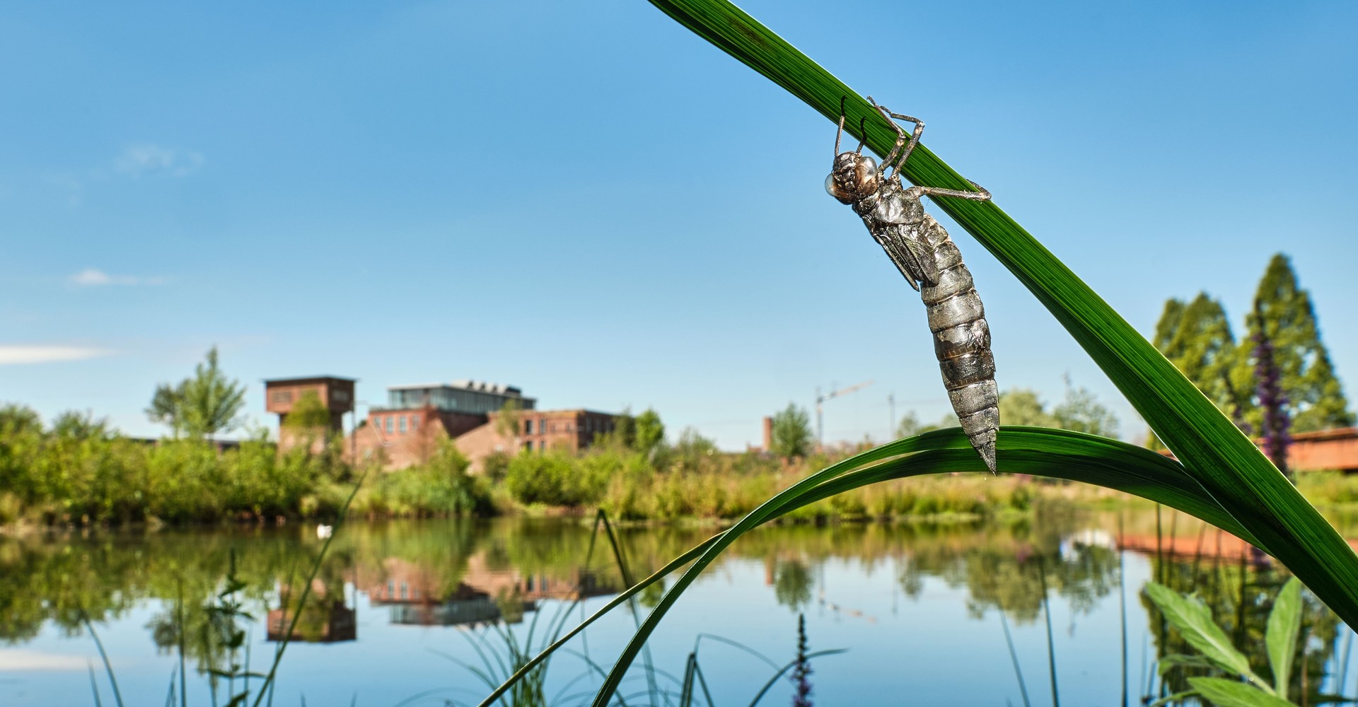 Larvenhaut einem Schilfgrasstengel am Ufer der Aa in Bocholt. Im Hintergrund die Spinnerei des Textilwerks. Foto: Klaus Rieboldt