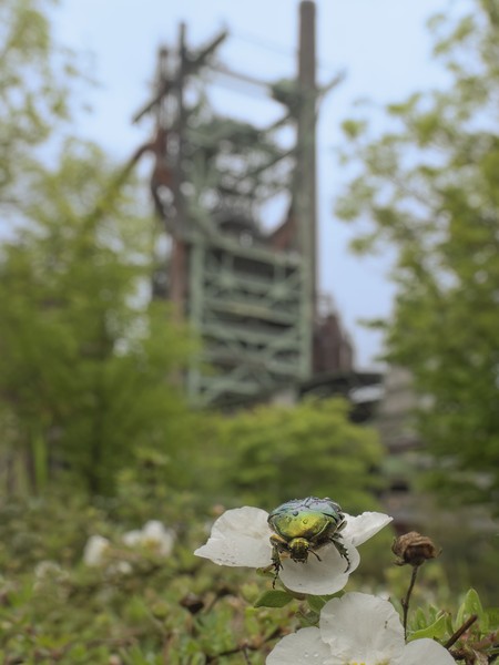 Gemeiner Rosenkäfer auf einer weißen Blüte, im Hintergrund der Hochofen der Henrichshütte