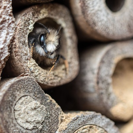 Mauerbiene sitzend in einem Stück Holz