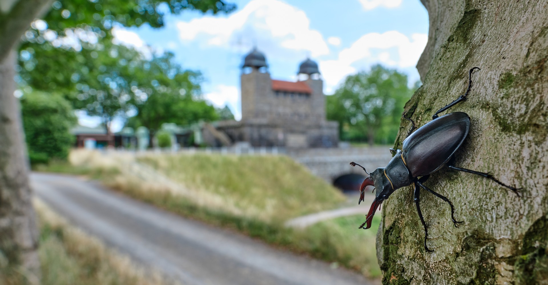 Hirschkäfer an einem Baumstamm, im Hintergrund das Schiffshebewerk Henrichenburg