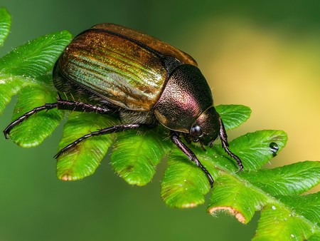 Kleiner Julikäfer auf einem Blatt sitzend