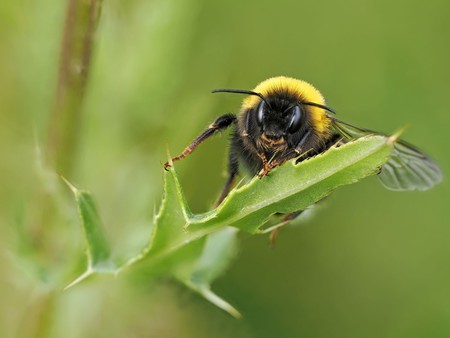 Eine Erdhummel auf einem grünen Blatt