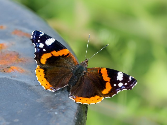 Ein Admiral, ein dunkelbrauner Schmetterling mit orangen und weißen Flecken, auf einem Stück Metall sitzend. (vergrößerte Bildansicht wird geöffnet)
