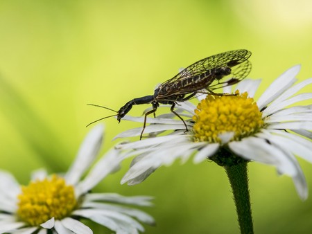 Kamelhalsfliege auf auf einer weißen Blüte