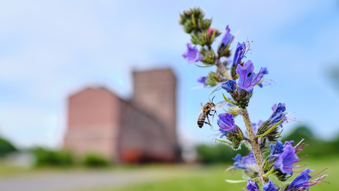 Eine Biene auf einer violetten Blüte. Im Hintergrund verschwommen die Zeche Hannover.