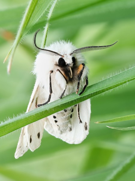 Breitflügeliger Fleckleibbär (Weiße Tigermotte) auf einem grünen Blatt sitzend